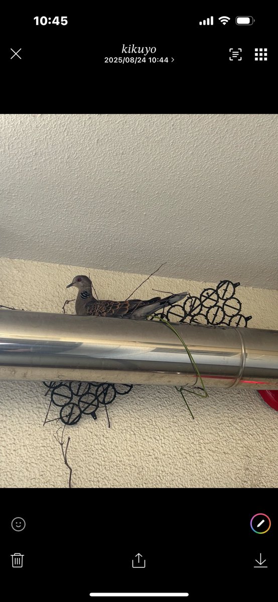 実家のマンションにこんな物が💦
びっくり🫢