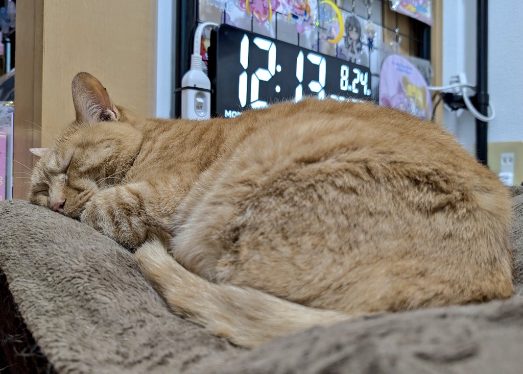 【ねこ】 四角い金魚鉢への正しい入り方。 #Shorts #猫は液体 | 私信 まる