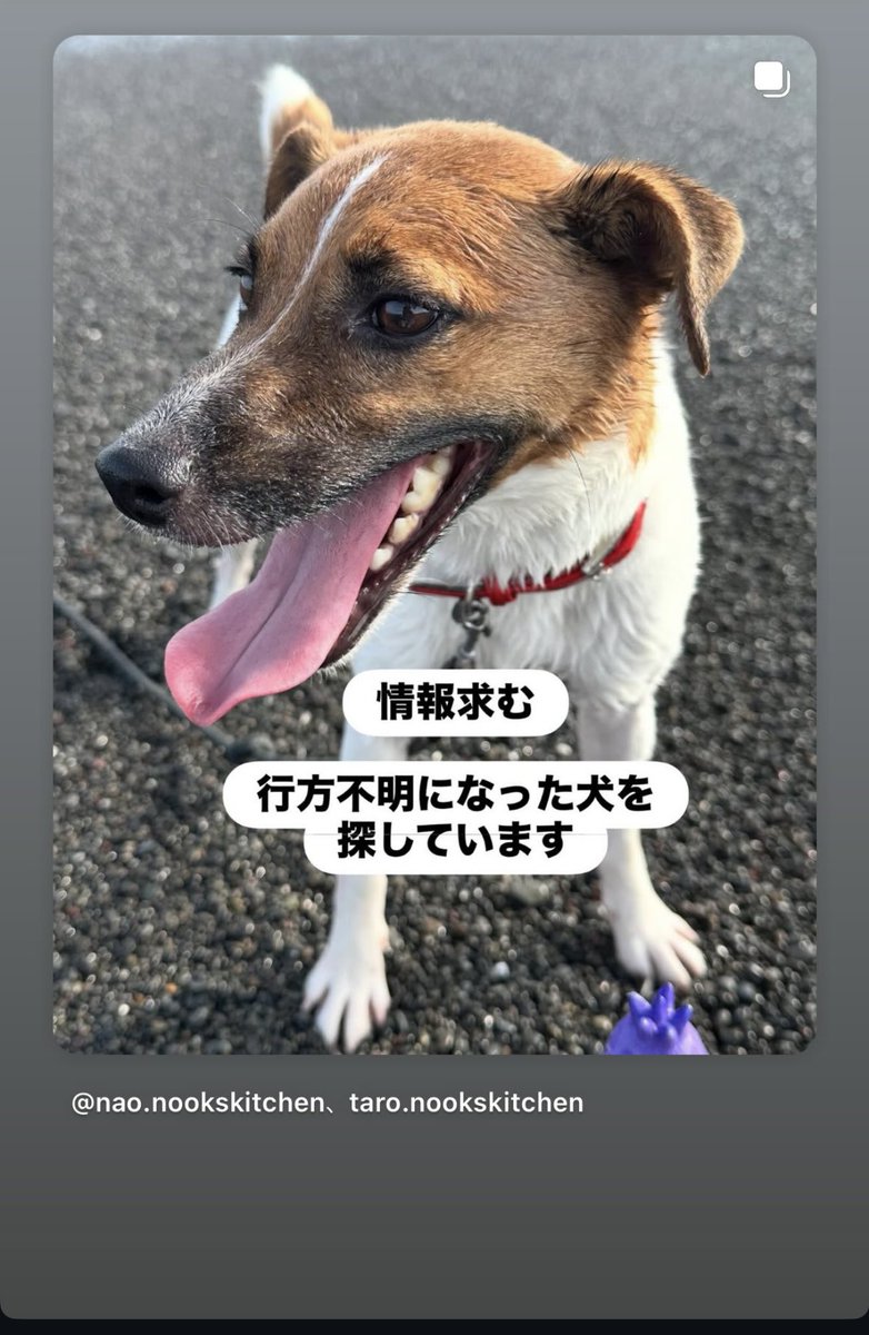 【代理投稿・緊急】
高知県香美市香北町吉野から
「タロウ」（ジャックラッセル・赤い首輪）
が8/22朝から行方不明です。
4歳♂6.5kg、人懐っこく吠えません。

各所に届けて捜索も続けていますが見つかりません
見かけた方はDMお願いできませんか🙏
#迷子犬 #香美市 #香北町 #拡散希望