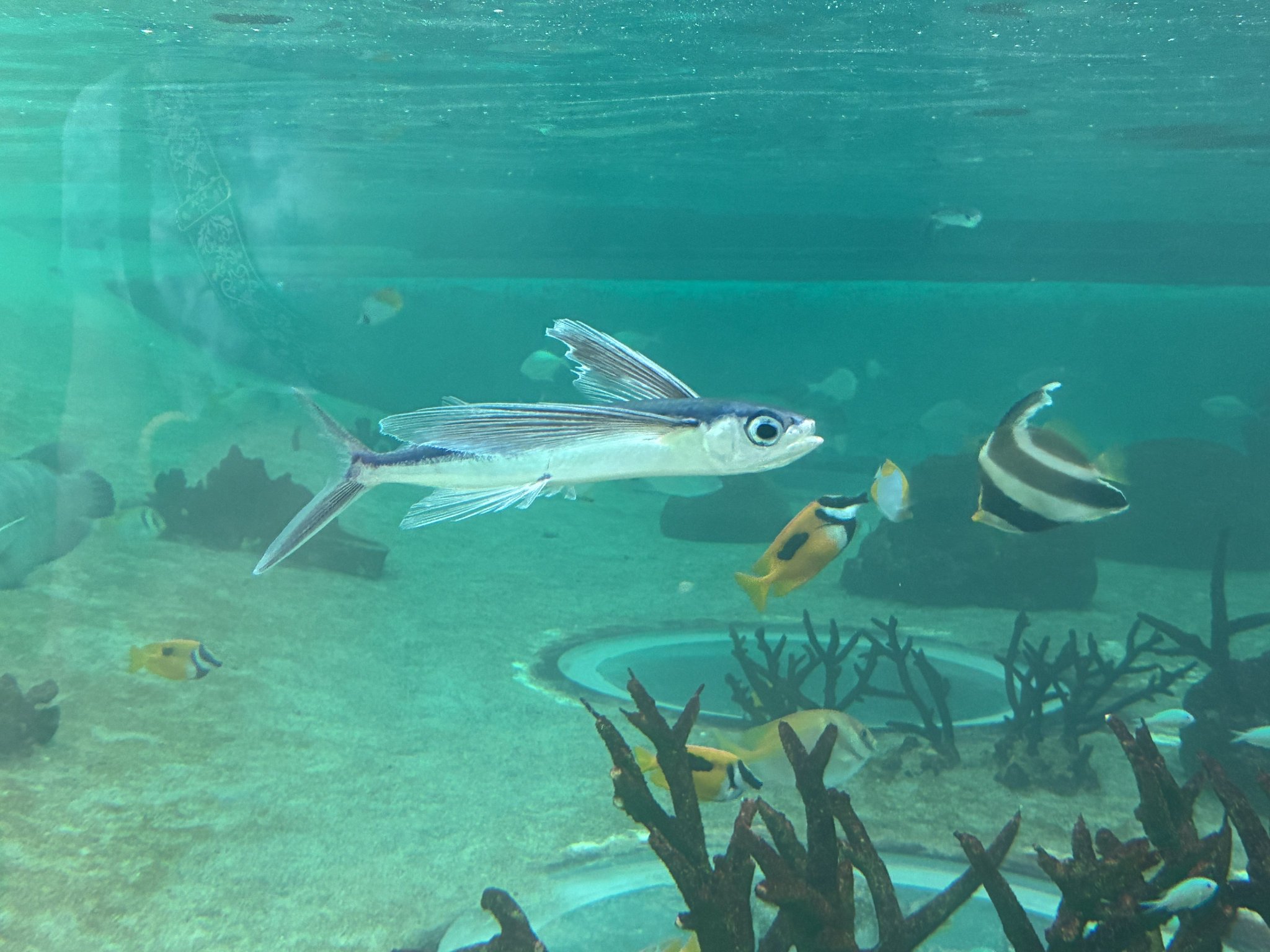 トビウオと鯨 HANSA（ぬいぐるみ） BH6049 トビウオ HANSA とびうお 飛び魚