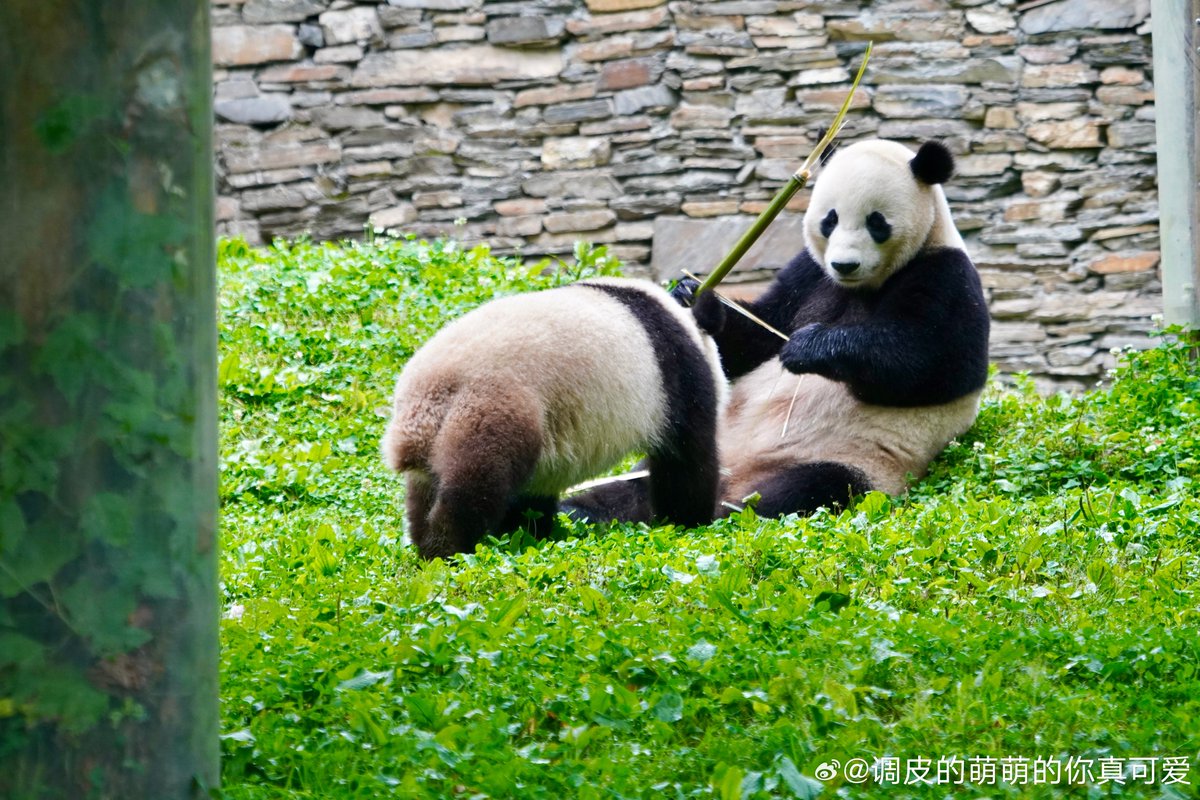 likingpanda's tweet image. Bao Bao turned 12 on Aug 23! 🎂 Here’s a sweet throwback of her sharing bamboo with Bao Li 🎍🥰

(2023) 
#baobao #BaoLi #DCPandas 📷秋果盛盛-调皮萌萌的你