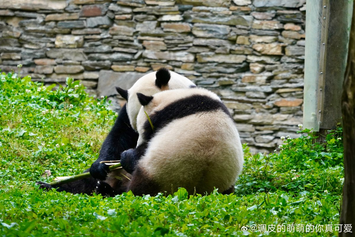 likingpanda's tweet image. Bao Bao turned 12 on Aug 23! 🎂 Here’s a sweet throwback of her sharing bamboo with Bao Li 🎍🥰

(2023) 
#baobao #BaoLi #DCPandas 📷秋果盛盛-调皮萌萌的你