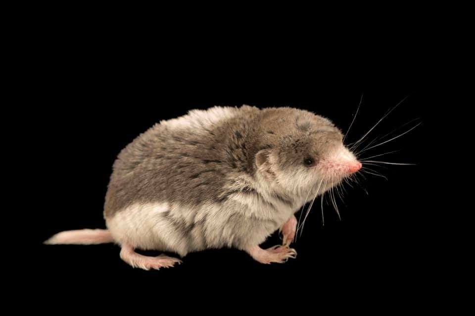 Piebald Shrew (Diplomesodon pulchellum)