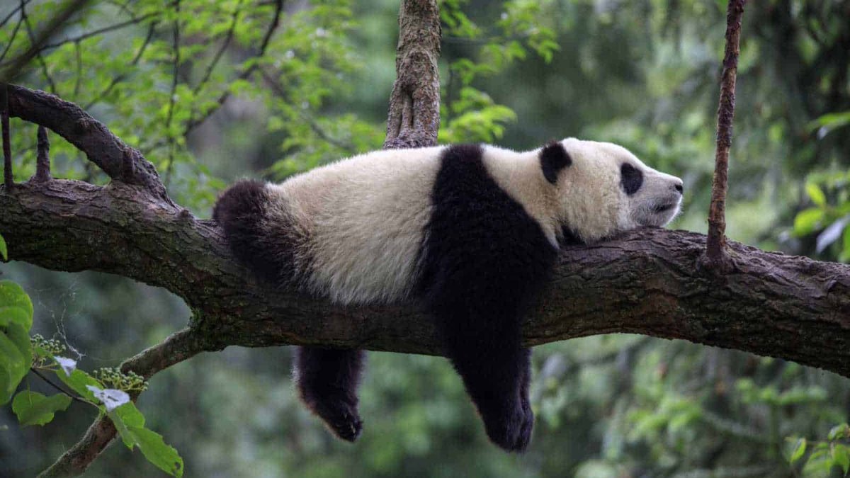 HiMeZiddi's tweet image. Just relax nd enjoy Weekend! 😉
@DrShaabz @_amitbehere
@KesarKudi @AliMaahira
@Simplyanam_ @rs_3702
@TeamAvocadoIND

Monday abhi kuch ghante dur hai so Jo jaise bhi pada rehna chahte hai vo vaise hi pade raho 👇

#HappyWeekendGuys 🥱💤