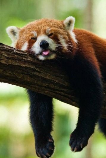 HiMeZiddi's tweet image. Just relax nd enjoy Weekend! 😉
@DrShaabz @_amitbehere
@KesarKudi @AliMaahira
@Simplyanam_ @rs_3702
@TeamAvocadoIND

Monday abhi kuch ghante dur hai so Jo jaise bhi pada rehna chahte hai vo vaise hi pade raho 👇

#HappyWeekendGuys 🥱💤