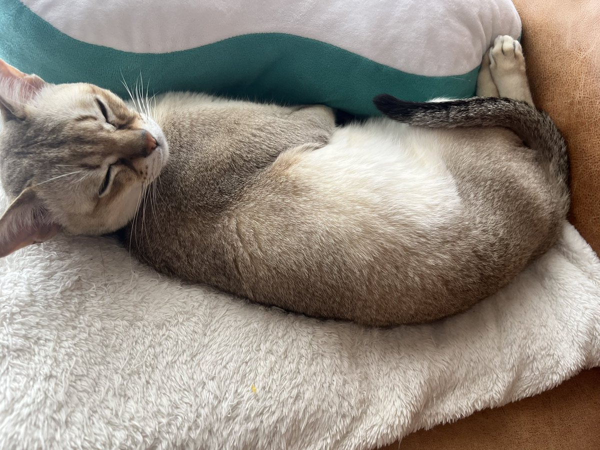 しば犬です。私の汗と涙が染み付いています。 自分の眼で確認しないと