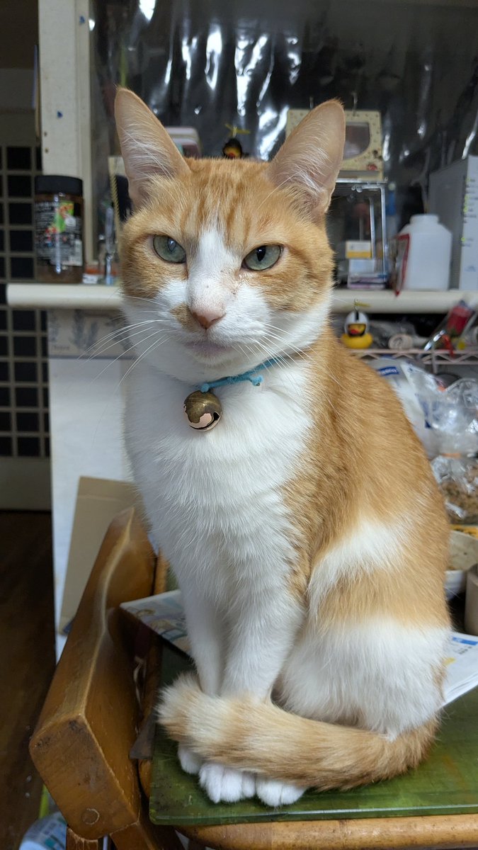 うちの猫2匹ともハチワレ顔ですฅ⁠^⁠•⁠ﻌ⁠•⁠^⁠ฅ