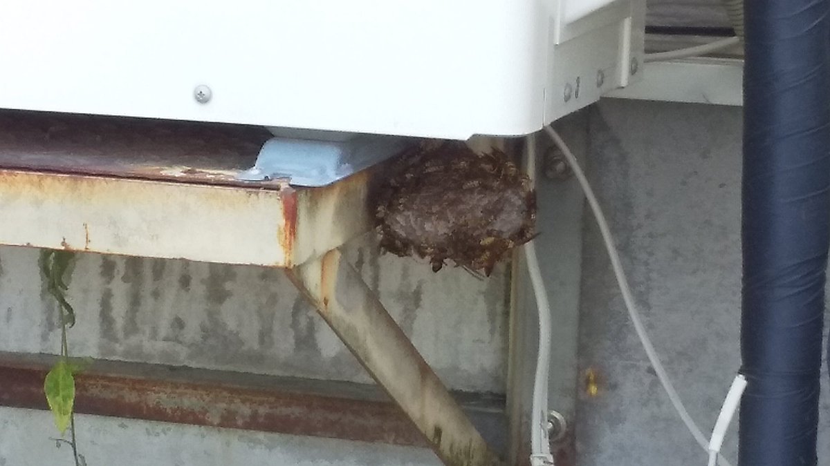 庭での作業中、偉い物を見つけてしまった😵💧

ソフトボール位のキイロスズメバチの巣‼️😱
これは今夜撃退せねば。
自分と奥さん刺されなくて良かった～☺️