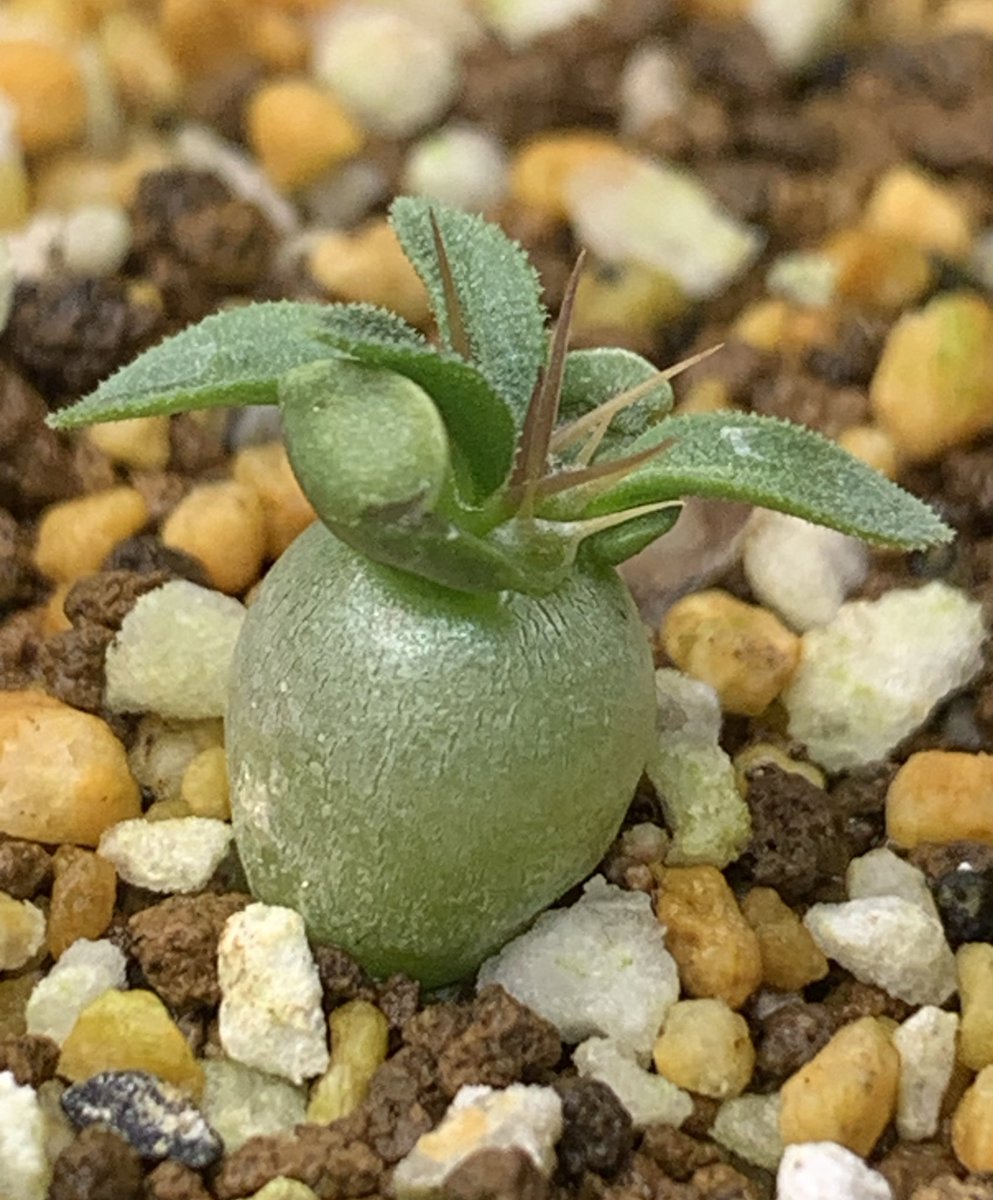 パキポディウム ナマクアナム
（Pachypodium namaquanum）

2025年6月24日播種

播種から2ヶ月経過🌱