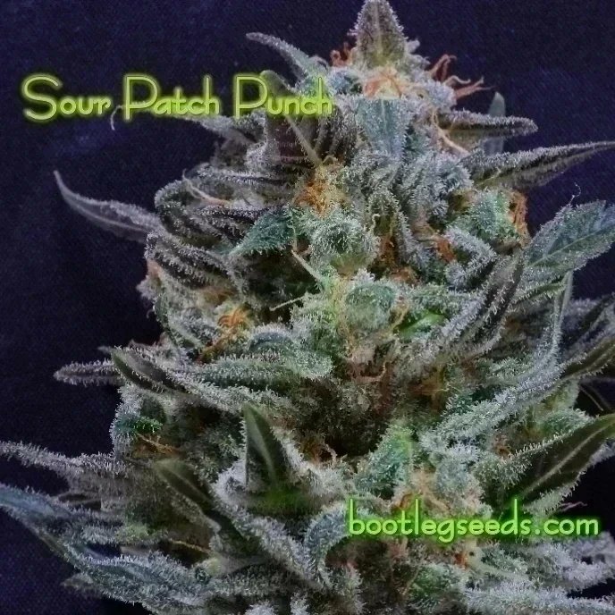 Head on over to bootlegseeds.com for the best lill seeds can get for all that hard work .next day Shipping anywhere and unbeatable value  get a free unreleased pack of white widough in every order .