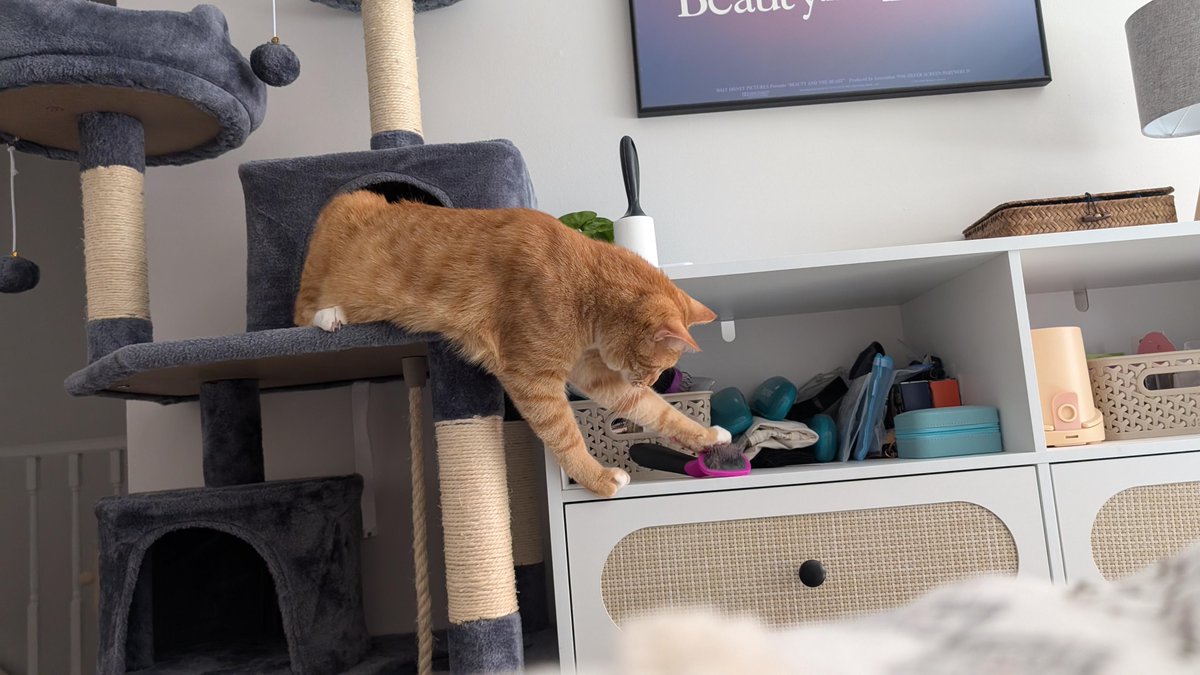 Caught Sam committing a brush heist  [by ProudnotLoud]
  
 #goodCat #love