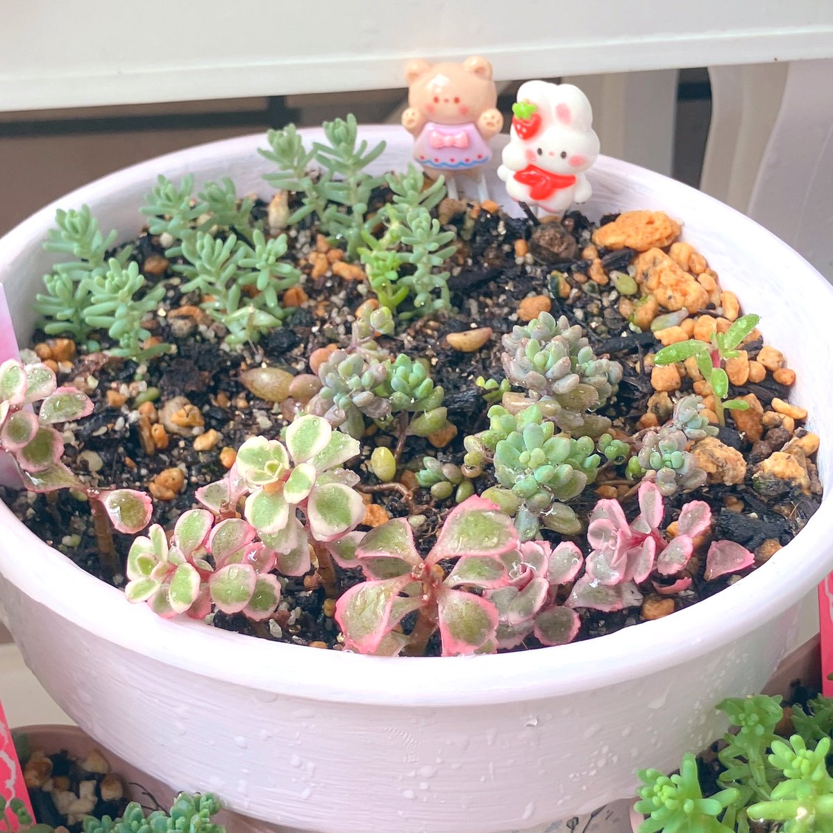 おまめ (@yurimamecchi) / X