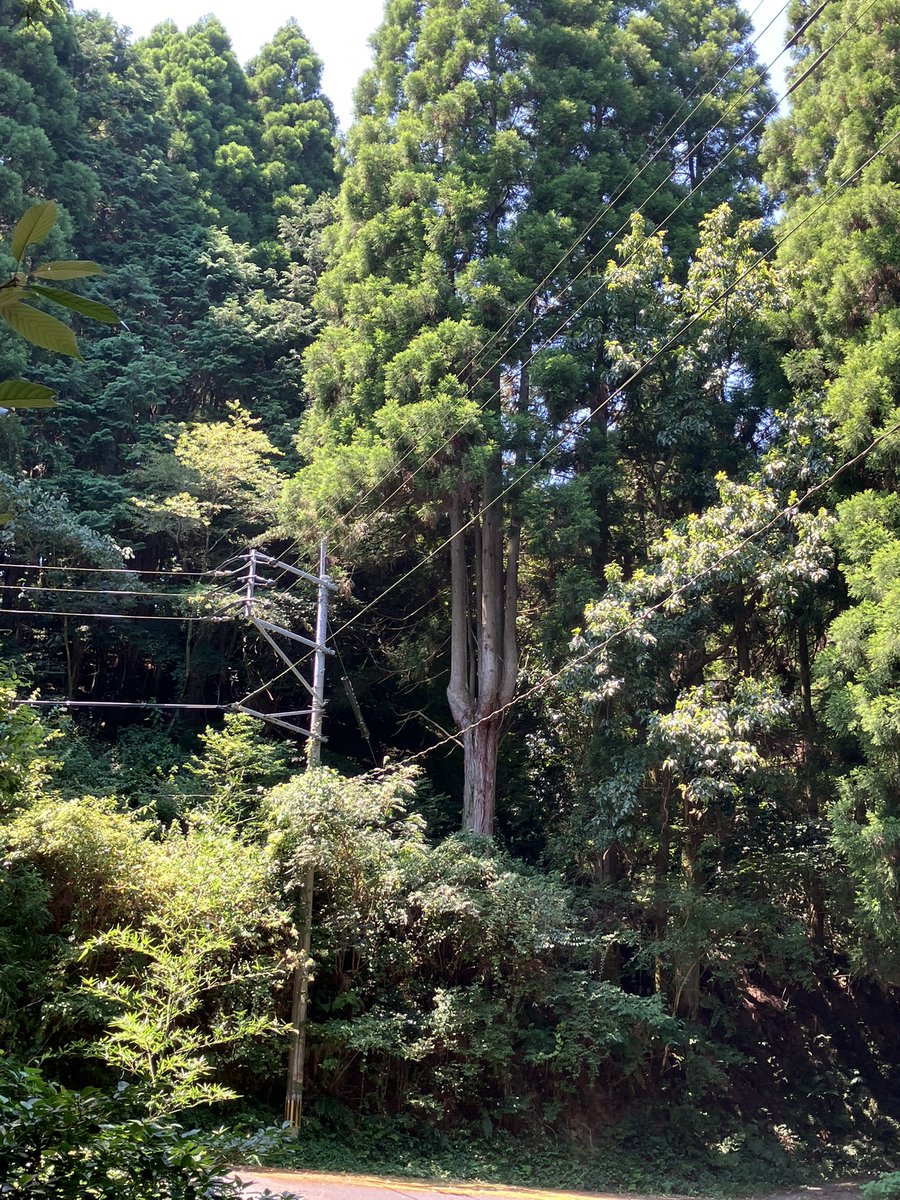 2   杉、古木 2 杉、古木 2 杉、古木 【公式通販】