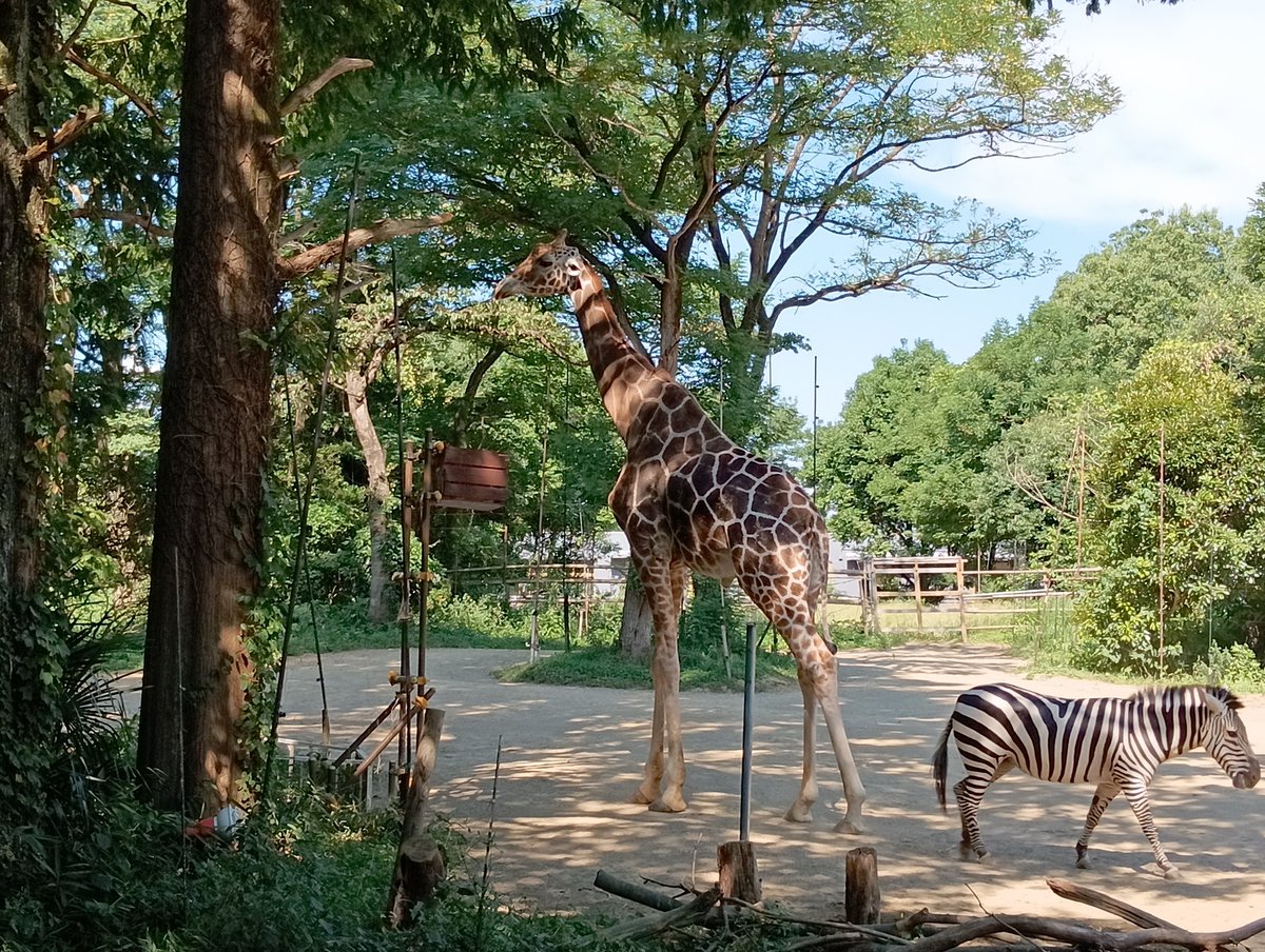 offbbqred's tweet image. デカさに興奮🐘🦒
日曜日の昼下がり…ひまNOW🥴