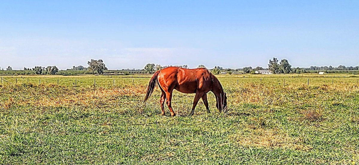 Cool! My new favorite horse is back on the family ranch. I made friends with him, last time one of my cattle boss's associates dropped him off in the Little Roping Field behind the shop, by feeding him fruit from the Family Orchard. 🇺🇲