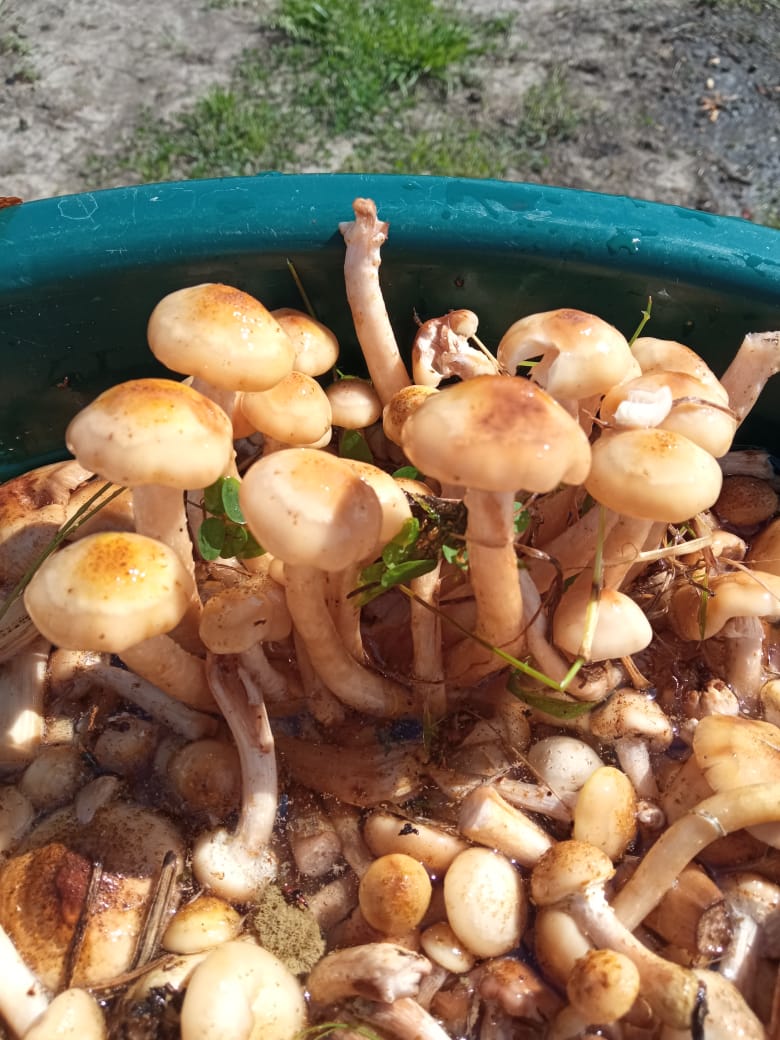 Мама прислала группу Грибов которые не распались, а их вырезали.