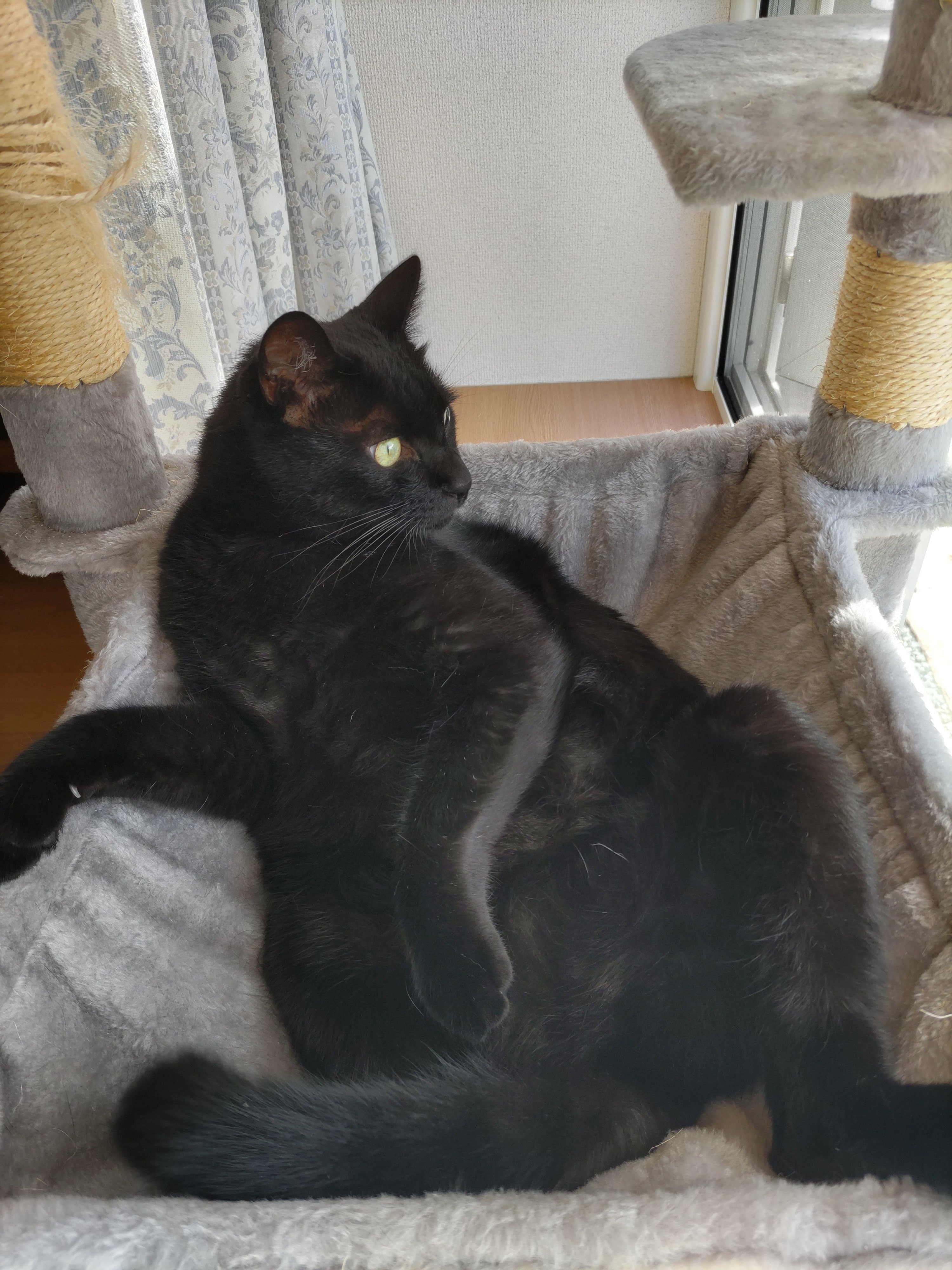 黒猫 2 羊毛フェルト 猫 黒猫 羊毛フェルト masapan 通販 4966560