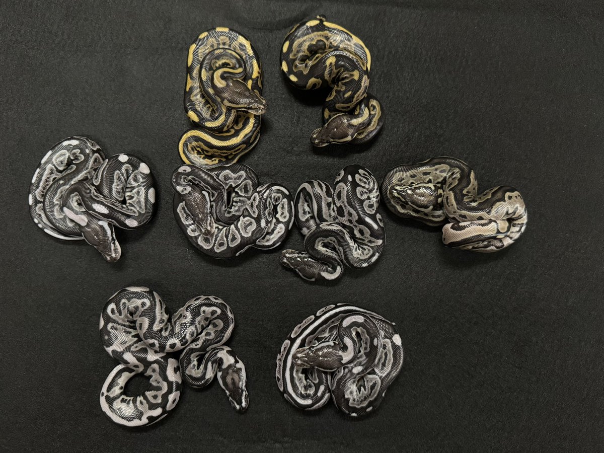 WING_21's tweet image. 2025WING21
Lorix het VPI Axanthic
×
Leopard VPI Axanthic
8月22日ハッチ
このクラッチはキープ個体多数です🙇
#WING21
#ボールパイソン
#BallPython
#Pythonregius