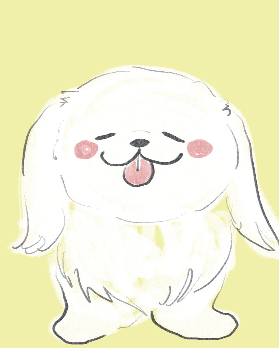 seep_sub's tweet photo. ペキニーズの日だったので❣️

I LOVE PEKINGESE ‼️

#ペキニーズ #ペキニーズの日 https://t.co/YhpHwB69jw