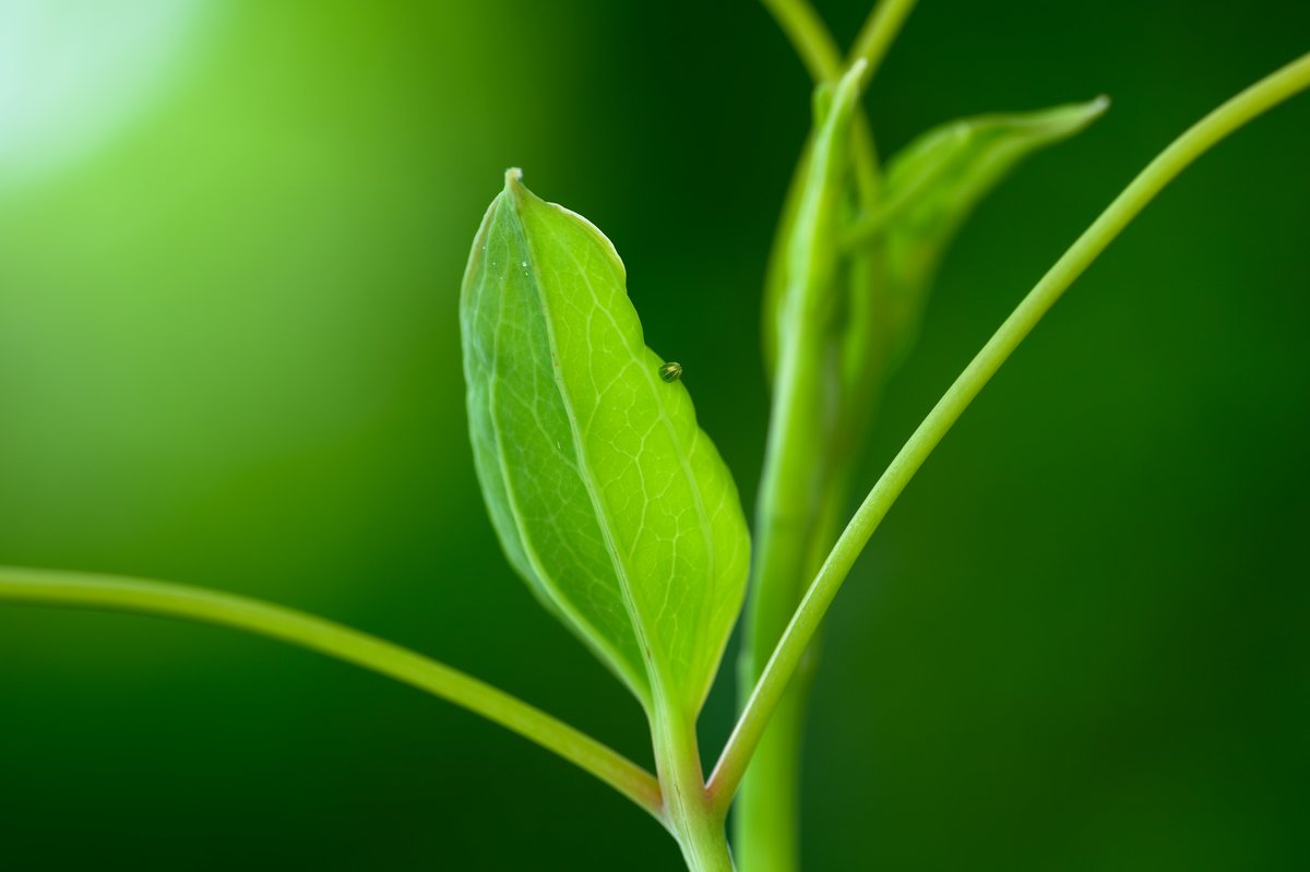 サルトリイバラの若葉にルリタテハの卵