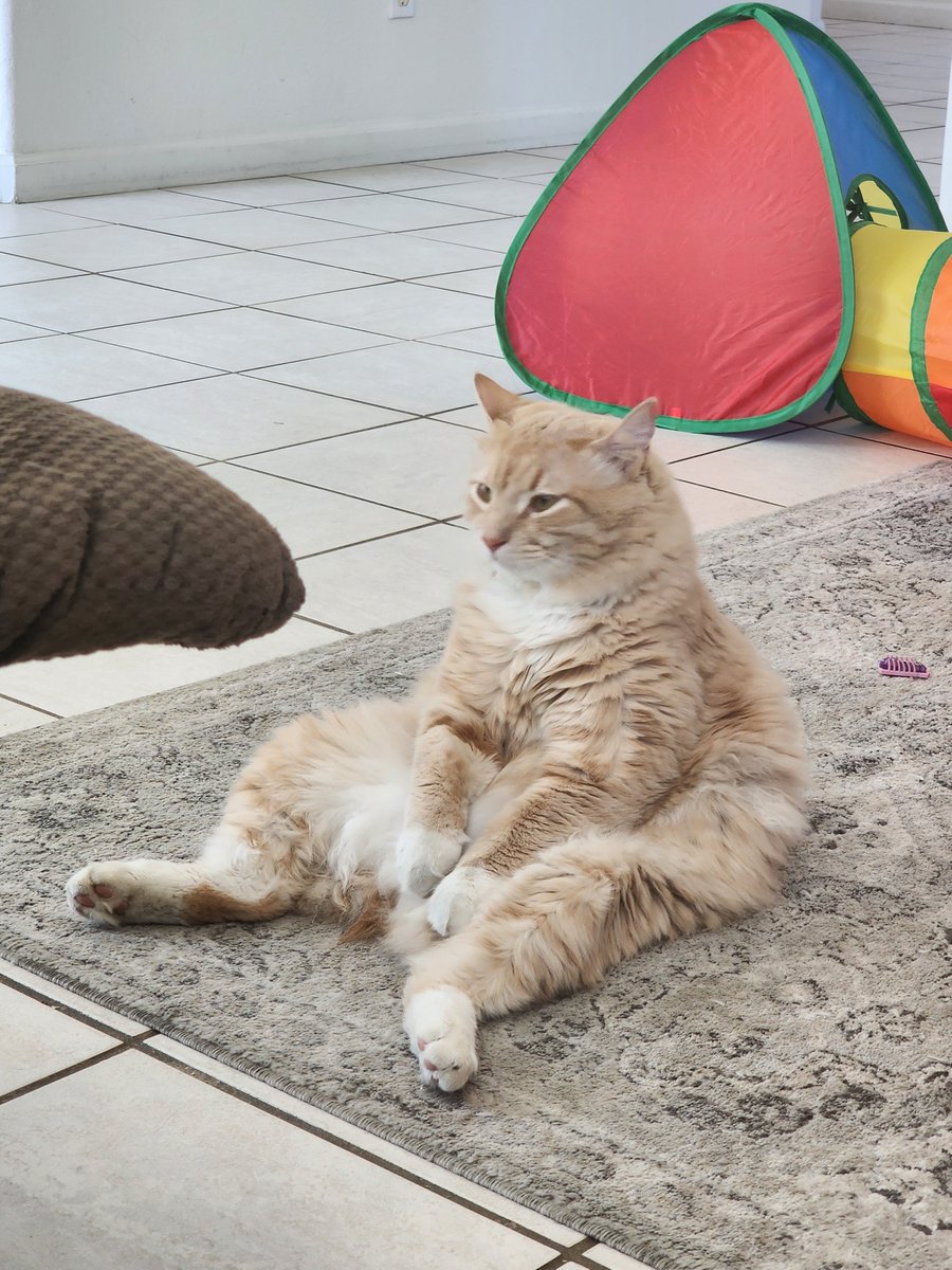 mejmcrain's tweet photo. @moorehn Then this silly fleuf showed up in my backyard in '23 and stayed, then wanted in the house...and never left. We looked for an owner but no one claimed him. He was about half this size and was younger than we thought at first https://t.co/LJI7iu0X8O