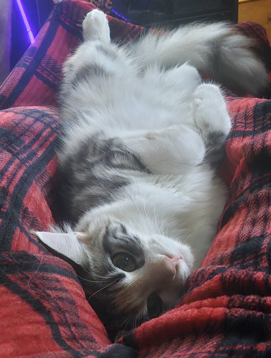 WickedEncounters tweet media