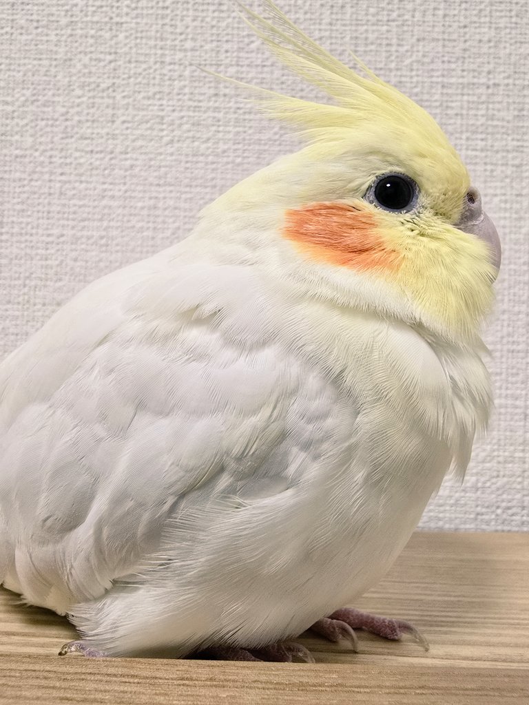 みなさんこんにちは！
チョコたんです🐥

#オカメインコ #チョコたん