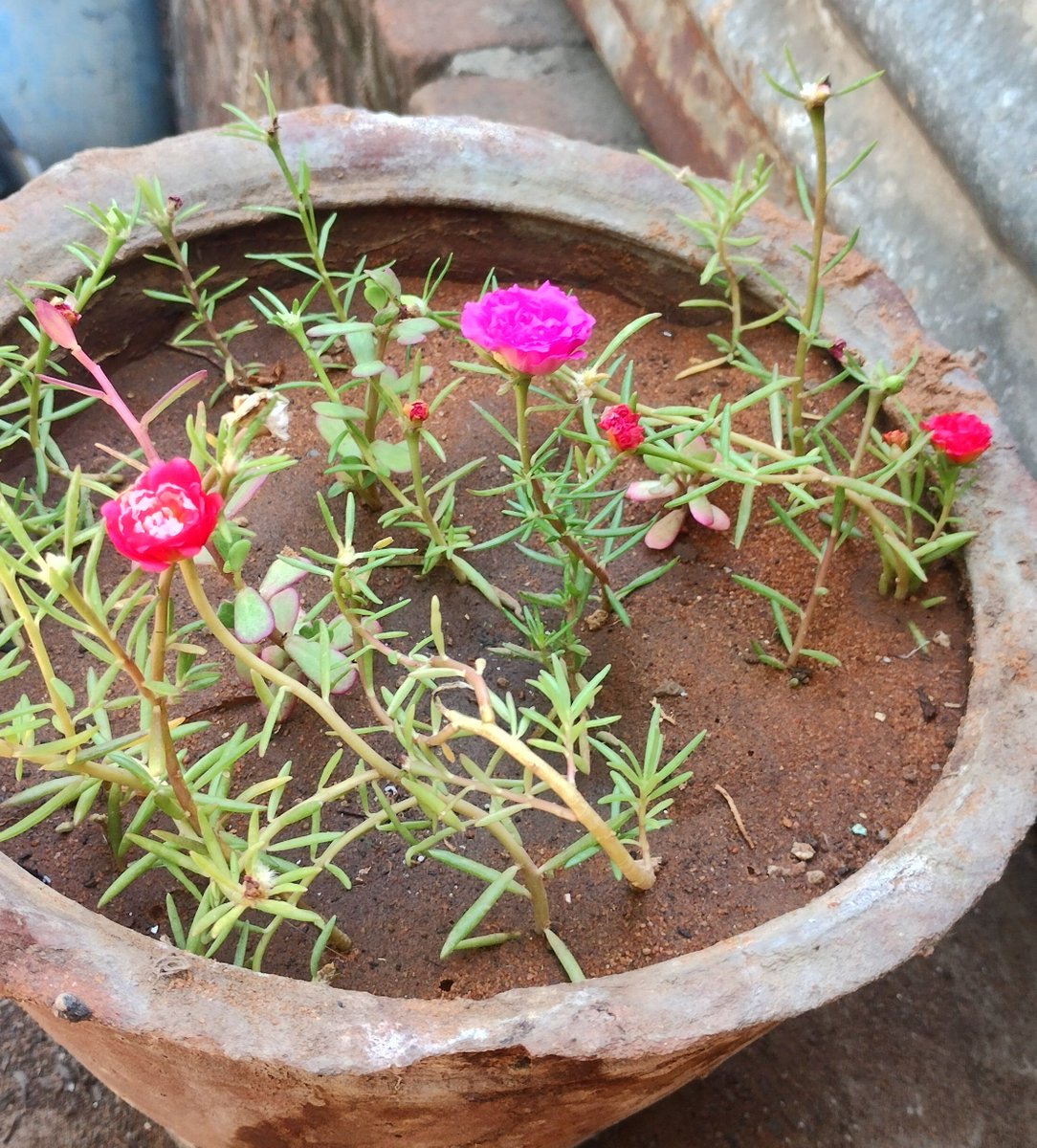 Good morning 🌷 happy Sunday ☺️ #GoodMorning #GoodMorningEveryone #HAPPYSUGADAY