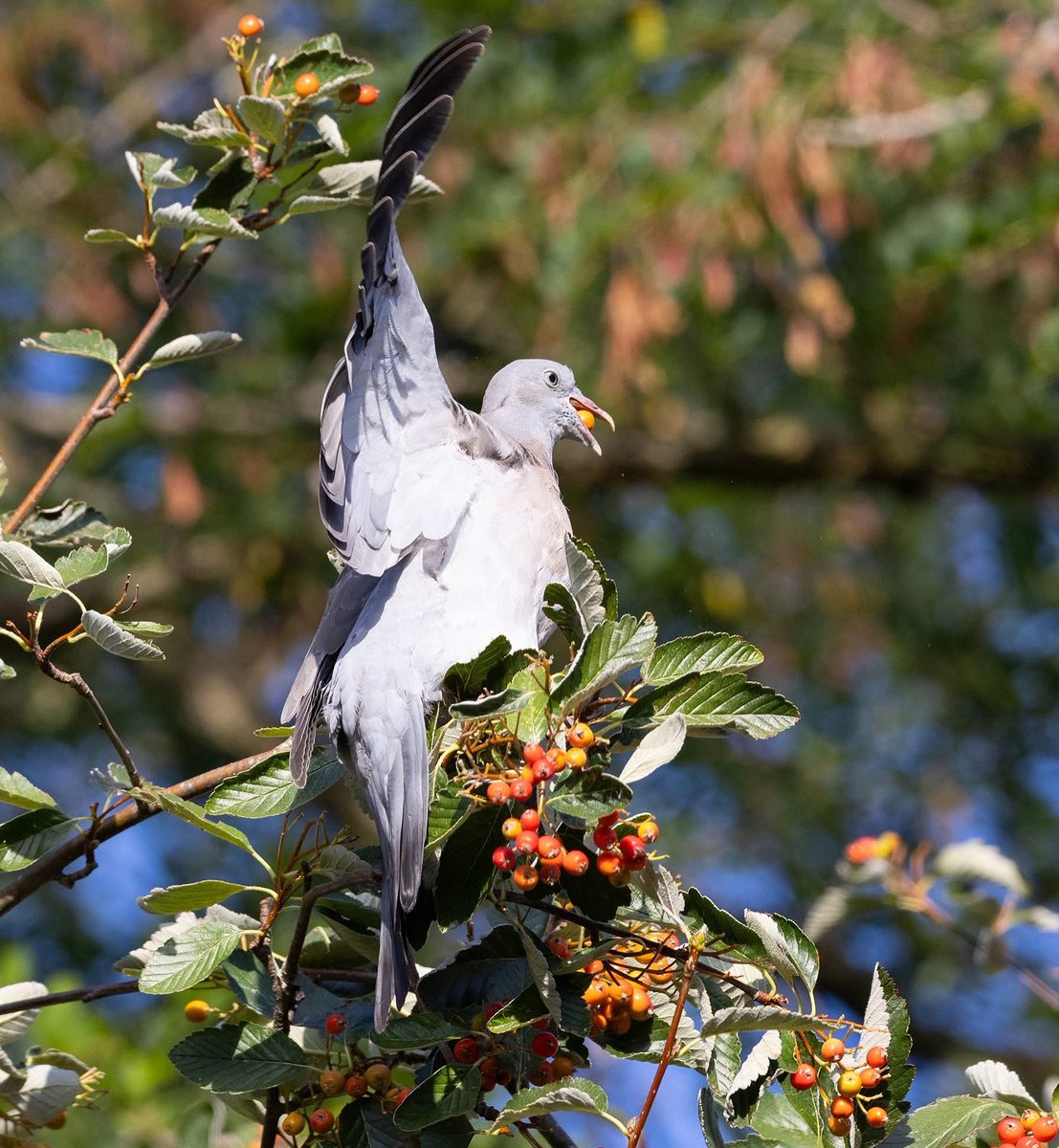 Lee Scott (@leescott26) on Twitter photo Random selection. Mint Moth, Cormorant, Chiffchaff and a Wood Pigeon #mintmoth #cormorant #chiffchaff #woodpigeon <a href="/WorcsWT/">Worcs Wildlife Trust</a> <a href="/Natures_Voice/">RSPB</a> <a href="/BBCSpringwatch/">BBC Springwatch</a> <a href="/Britnatureguide/">The British Nature Guide</a> Random selection. Mint Moth, Cormorant, Chiffchaff and a Wood Pigeon #mintmoth #cormorant #chiffchaff #woodpigeon <a href="/WorcsWT/">Worcs Wildlife Trust</a> <a href="/Natures_Voice/">RSPB</a> <a href="/BBCSpringwatch/">BBC Springwatch</a> <a href="/Britnatureguide/">The British Nature Guide</a>
