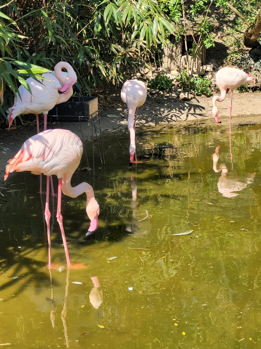 Wednesday, 3rd September

Today's Daily Picture Theme is 'Pond'

RT or reply with your own photo

Tomorrow's theme will be 'Rapid'

#DailyPictureTheme

Flamingos enjoying what they do best - a dip in the #pond
