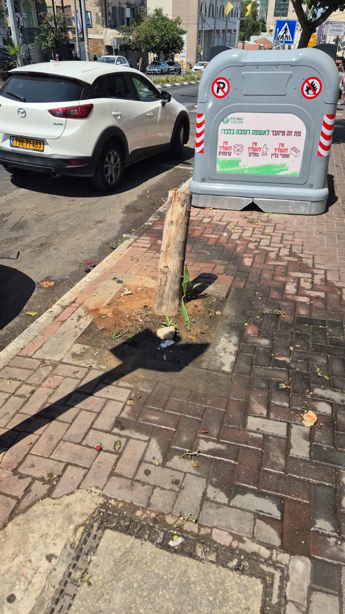 למה עיריית ראשל"צ כל כך אוהבת עצים?