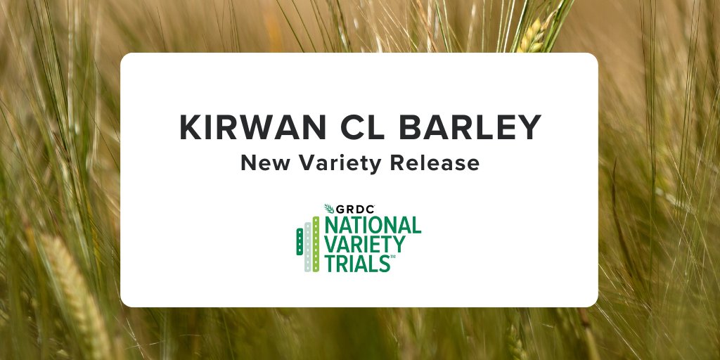 <a href="/GRDC_NVT/">GRDC National Variety Trials (NVT)</a> would like to announce that @Intergrain1’s Kirwan CL Barley is now commercially available! 

For all the NVT results on yield, quality, and disease ratings head to nvt.grdc.com.au.