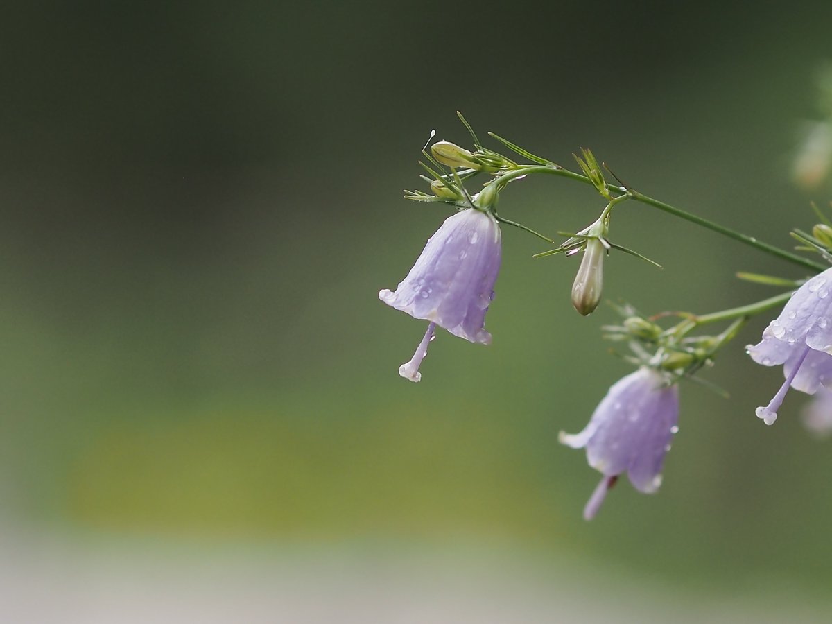 可憐に咲くツリガネニンジン❁

#六甲高山植物園

OLYMPUS PEN Lite E-PL6
M.ZUIKO DIGITAL ED 75mm F1.8