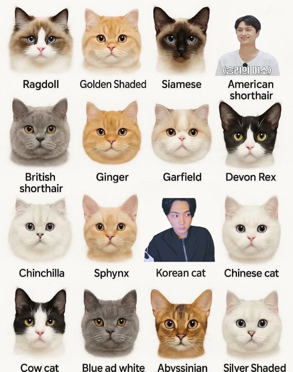 นุเจ อเมริกันผมสั้น