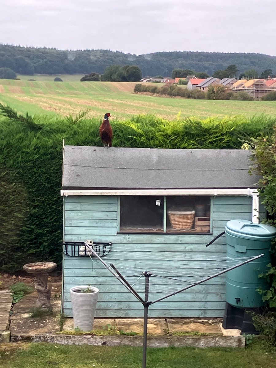 filecore's tweet image. Pheasant on our shed this morning, surveying his manor.