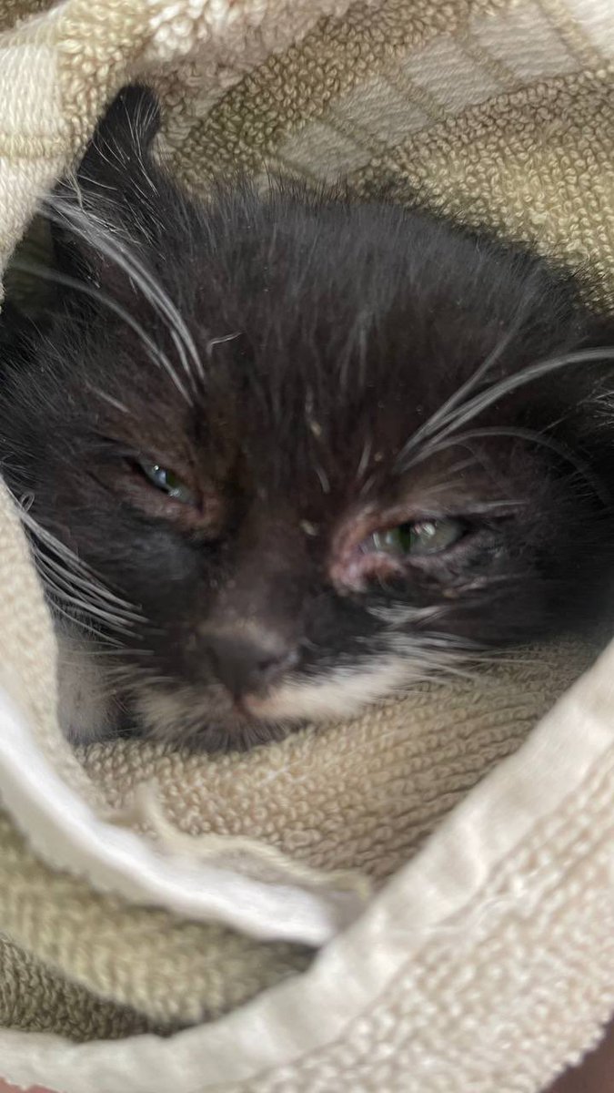 Я не знаю нащо ми їх рятуємо. 

Дівчина підліток звернулась за допомогою, відловити маленьких кошенят на локації де ми всіх стерилізували,  ми відвезли її по лікарням за власний кошт і влий день, ми позичили кошти сплатити, допомогли їй зібрати кошти на її карту в місцевій