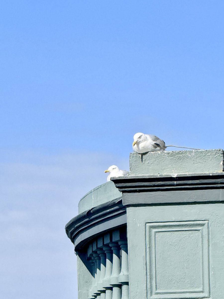 Stephen Royle (@steveontour1) on Twitter photo #UsualSeagull having a little nap before his feeders arrive in sunny #Brighton <a href="/ThePhotoHour/">#ThePhotoHour</a> #UsualSeagull having a little nap before his feeders arrive in sunny #Brighton <a href="/ThePhotoHour/">#ThePhotoHour</a>