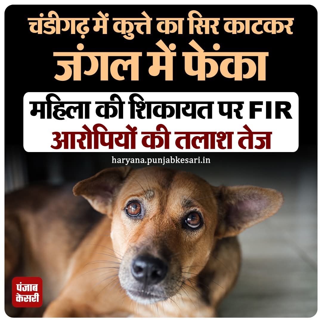 Help Voiceless Animals (@shubham43264499) on Twitter photo Requesting <a href="/DgpChdPolice/">DGP Chandigarh Police</a> to look into this matter immediately <a href="/AmbikaShukla15/">Ambika Shukla</a> <a href="/gauri_maulekhi/">Gauri Maulekhi</a> <a href="/pfaindia/">People For Animals India</a> <a href="/PetaIndia/">PETA India</a> Requesting <a href="/DgpChdPolice/">DGP Chandigarh Police</a> to look into this matter immediately <a href="/AmbikaShukla15/">Ambika Shukla</a> <a href="/gauri_maulekhi/">Gauri Maulekhi</a> <a href="/pfaindia/">People For Animals India</a> <a href="/PetaIndia/">PETA India</a>
