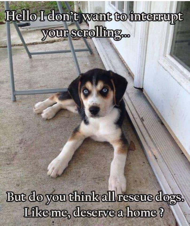 Pawzazzle (@pawzazzle) on Twitter photo 