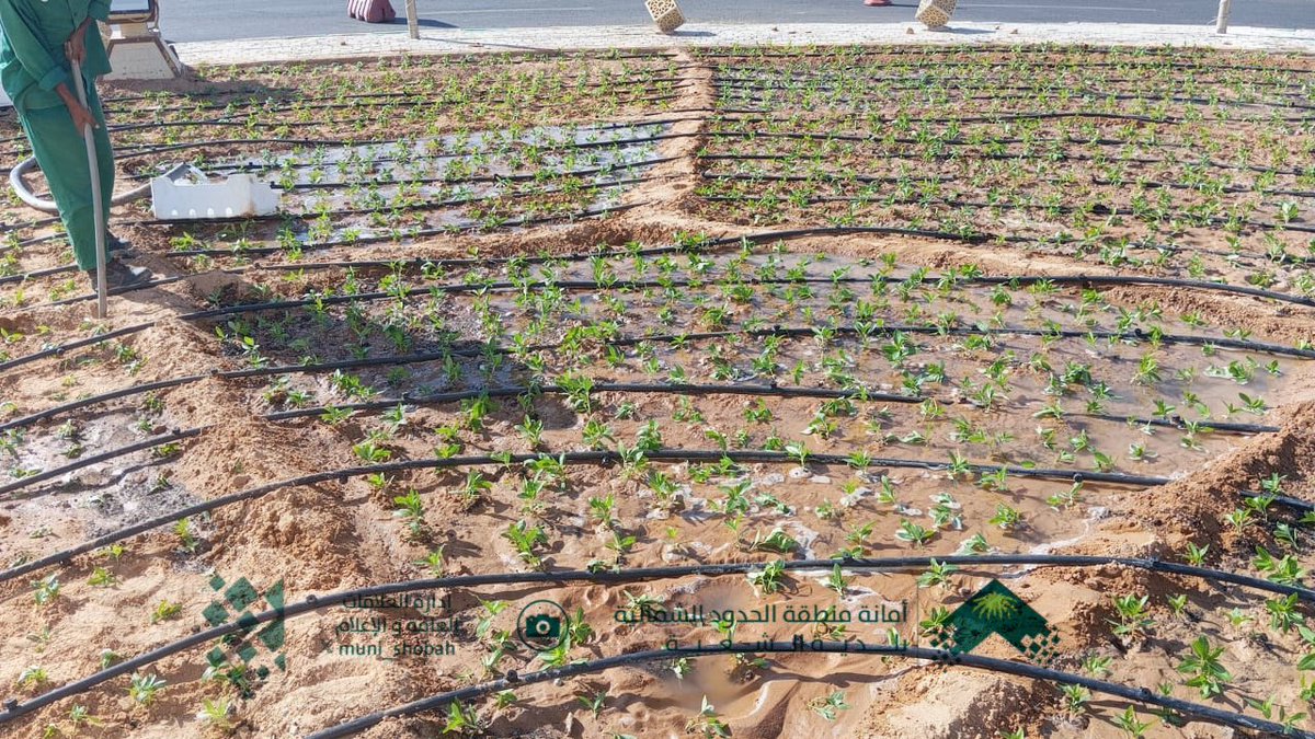 #أعمال_دورية
 #بلدية_الشعبة   
ضمن أعمال #إدارة_الخدمات 

متمثلة   قسم الزراعة

بداية زراعة زهور معمرة مزهرة صيفا(زهور  البفته )
فينكا روزا

من أجل الحفاظ على المظهر العام