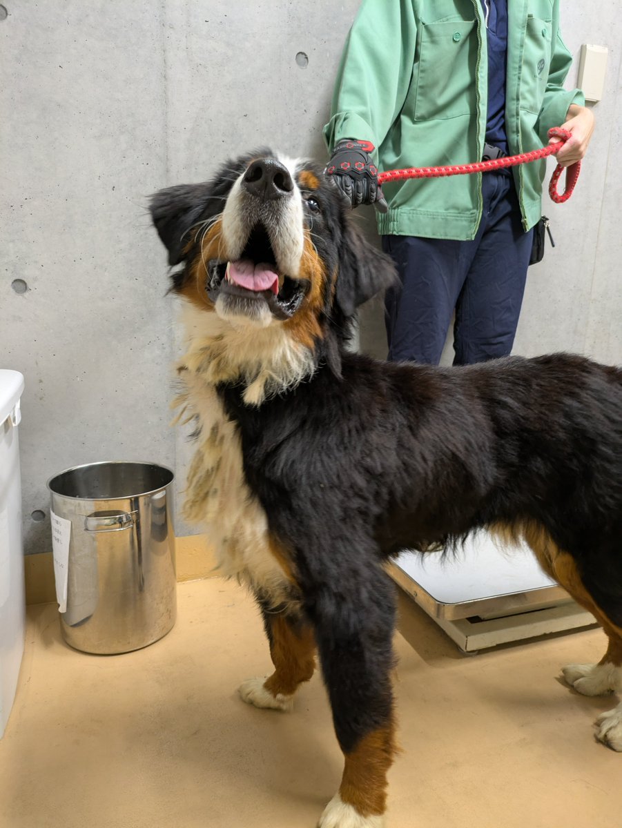 kawasaki_catdog's tweet photo. 【犬の収容情報について】
8月24日(日)昼頃に多摩川河川敷（東名多摩川橋付近）にうずくまっていたバーニーズマウンテンドック（雄、体重30ｋｇ）を保護し、現在、当センターに収容しています。詳細はセンターHPにてご確認下さい。心当たりのある方は電話もしくはメールにてご連絡をお願いします。 https://t.co/qbuIX2SpLF