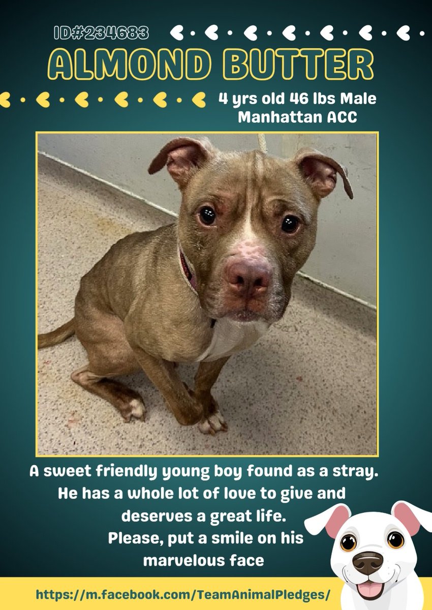 samj_jane's tweet image. 🐶 #Adoptme New intake Almond butter 4yrs 234683 #Macc Found Stray A very sweet friendly boy as u can see his very thin 💔 needs a loving hand 🙏 Pls help Dm @CathyPolicky #Pledge4Rescue #Fosterssavelives 
nycacc.app/browse/234683 give him the good Life he Deserves 🐶❤️