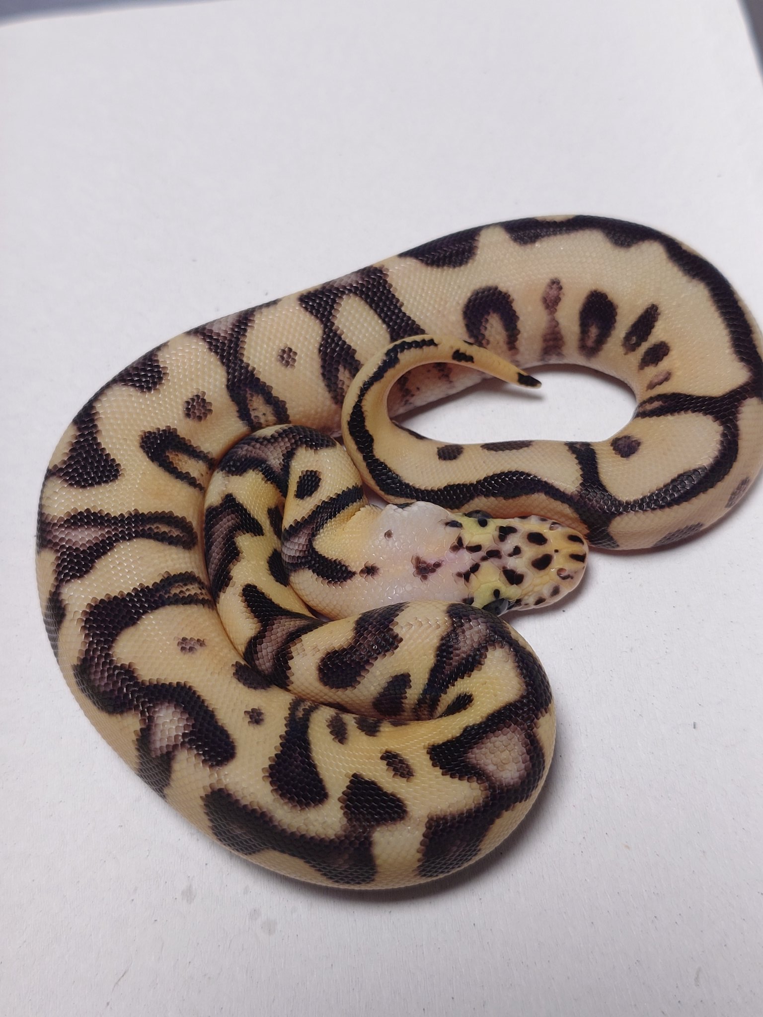 たまよび Tom@たまへびや🐍 on X: 
