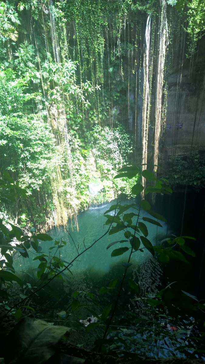 Tuesday, 26th August

Today's Daily Picture Theme is 'Jungle'

RT or reply with your own photo

Tomorrow's theme will be 'Kaleidoscope'

#DailyPictureTheme

The lush #jungle landscape of the Yucatan, Mexico