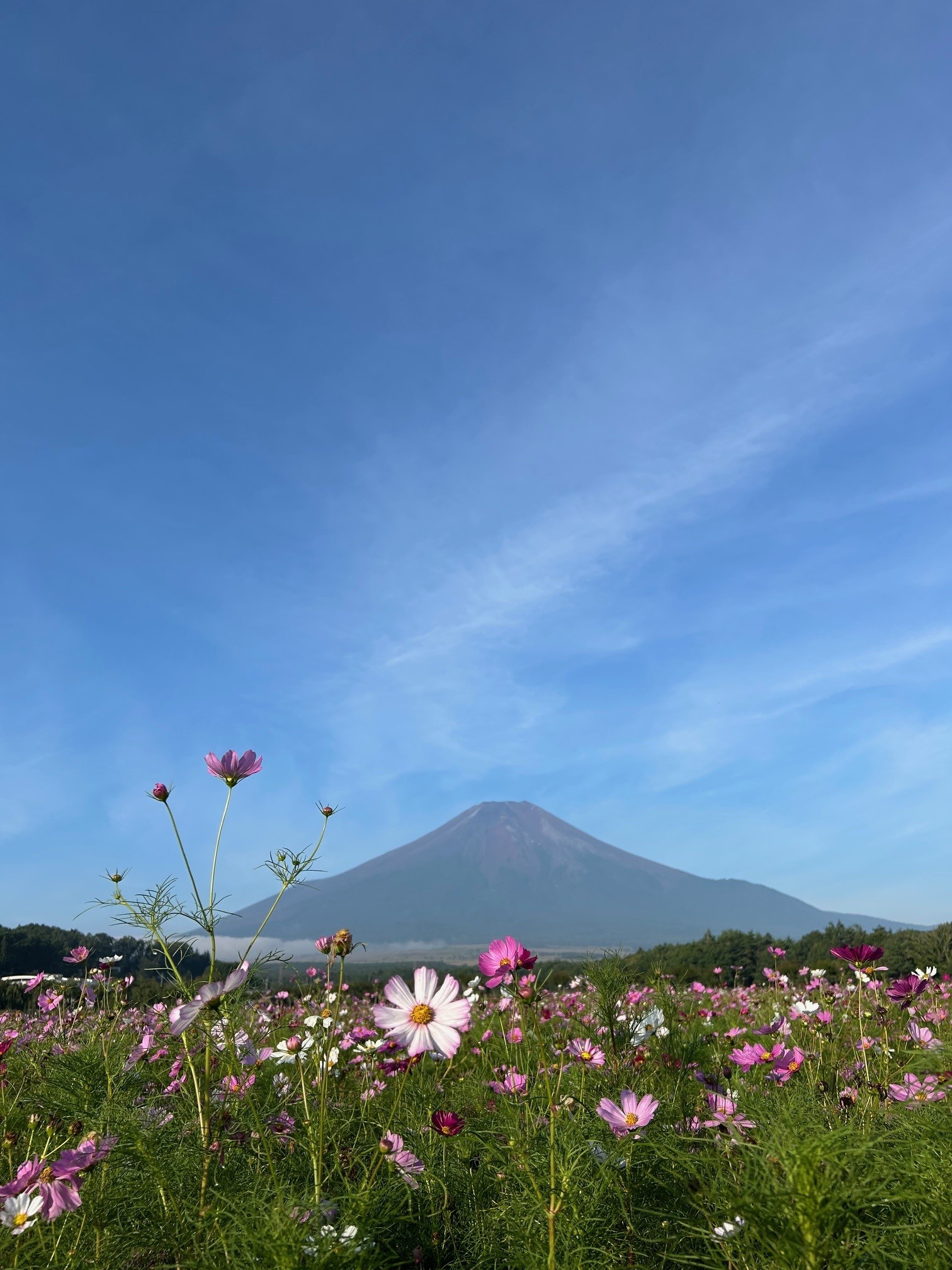 コスモスの写真 コスモス（cosmos）10月に咲く儚げな花 | ふぉとログらふぃ