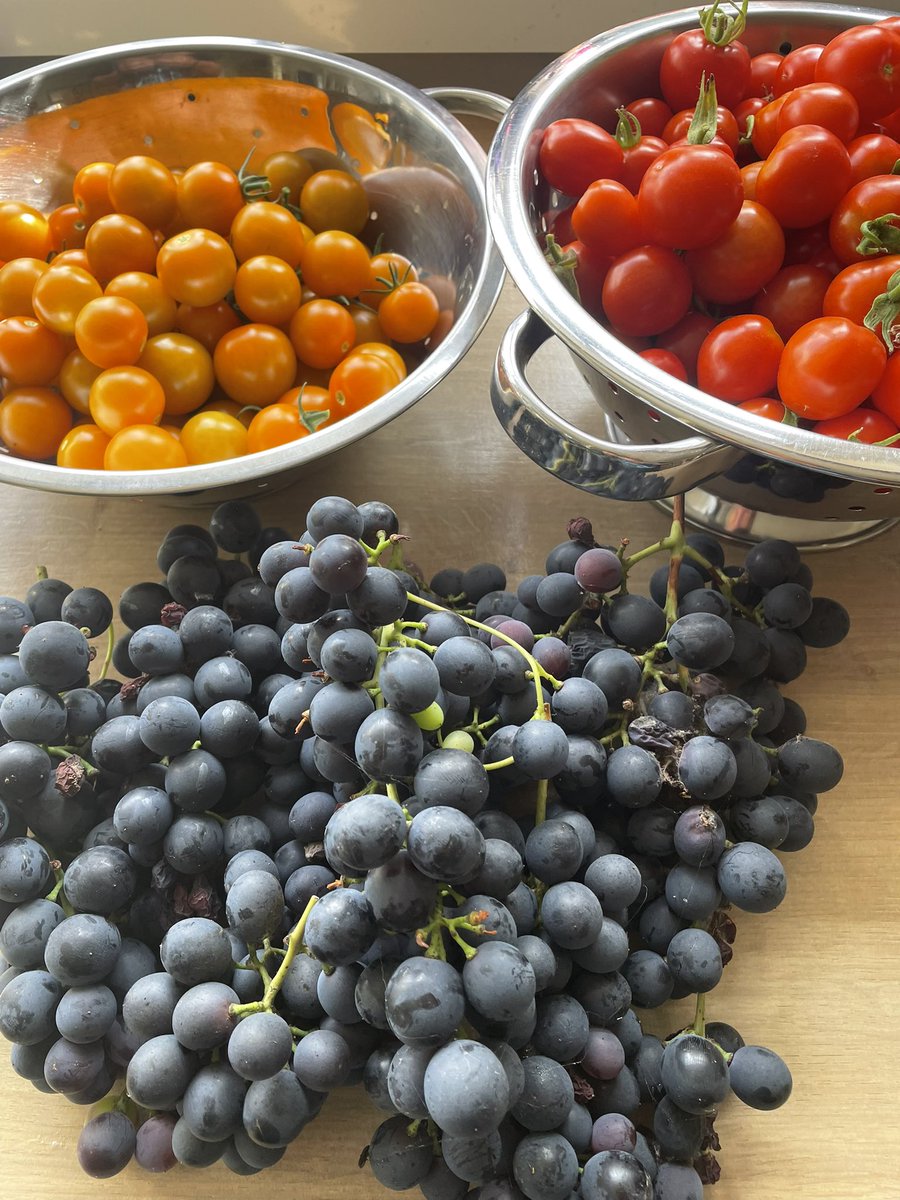 The harvest continues! 😀