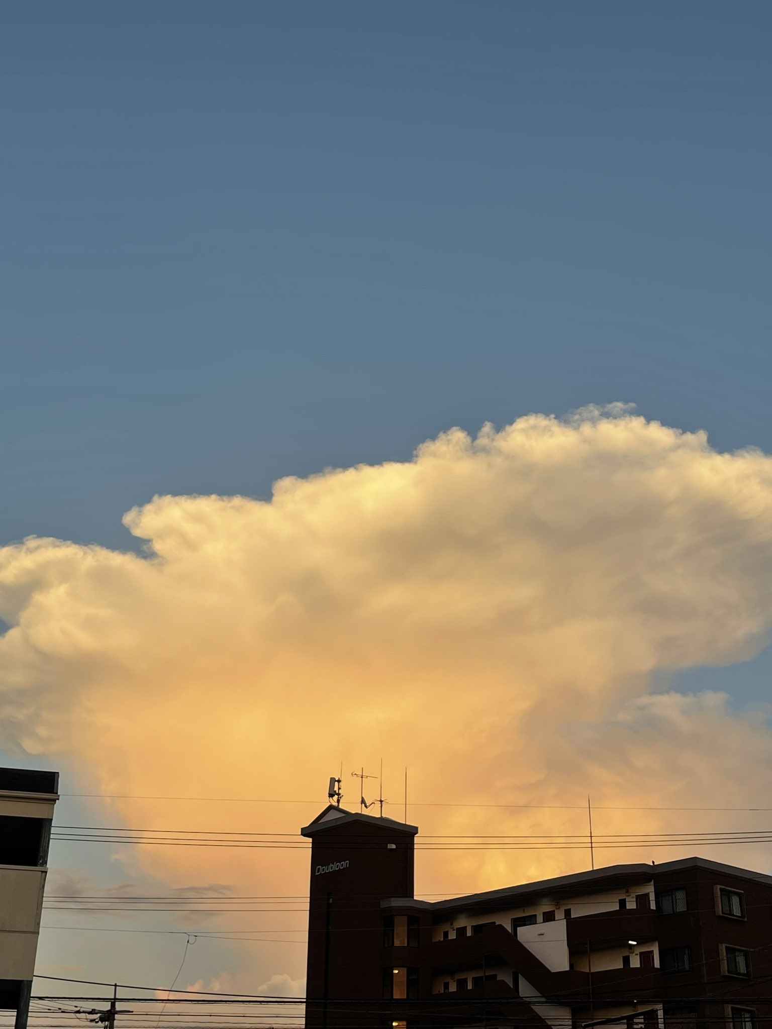 猫の雲 🌸🌸🌸🌸🌸🌸 お正月🎍ということで・・ 新しい首輪に交換しま