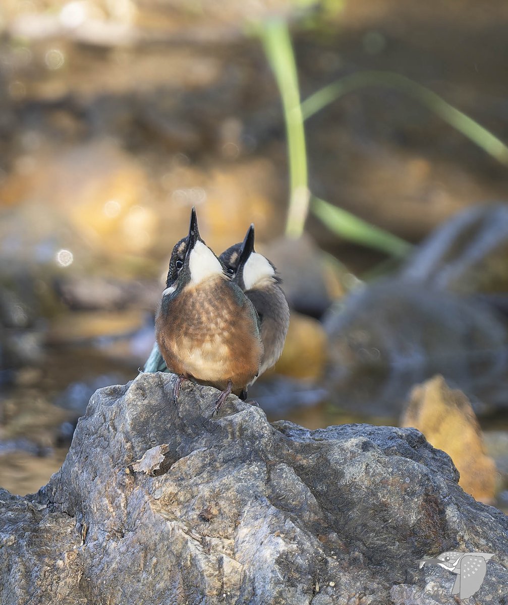 数回使用しましたが、とっても綺麗です。 セフティー3 名刀チップソー 一閃 255mm×36刃 の通販
