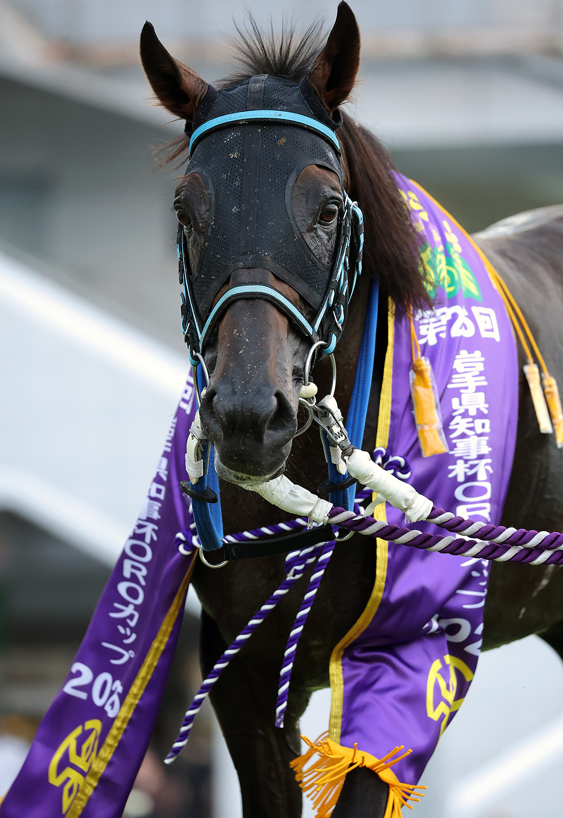 トウケイニセイラストラン　第21回桐花賞　単勝馬券　岩手競馬 観覧券セット トウケイニセイラストラン 第21回桐花賞 単勝馬券 岩手競馬 観覧