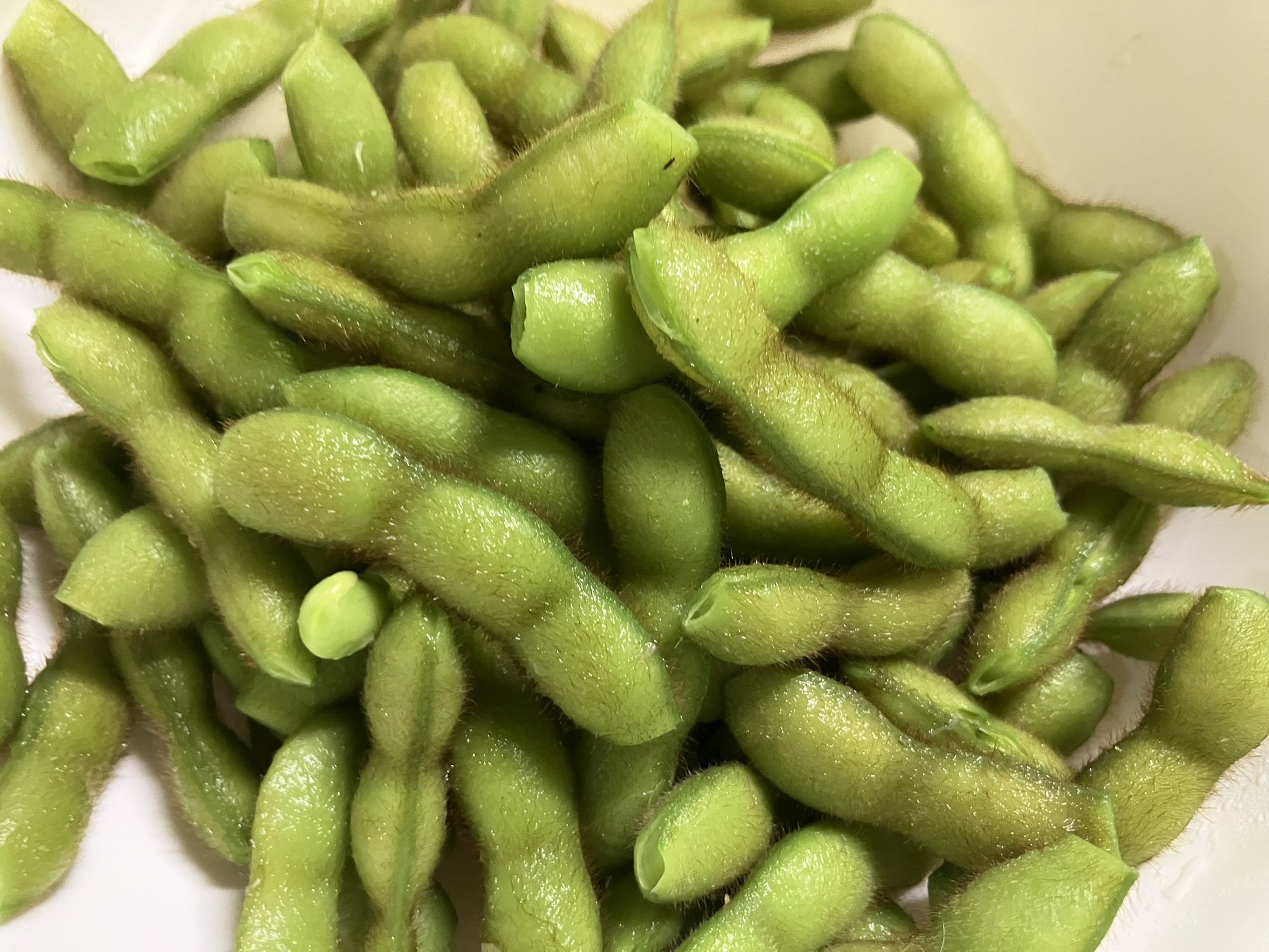 枝豆ページ❷ 楽天市場】スーパーセール20％OFF 育てるえだ豆栽培キット 栽培